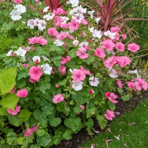 Lavatère à Grande Fleur Variée